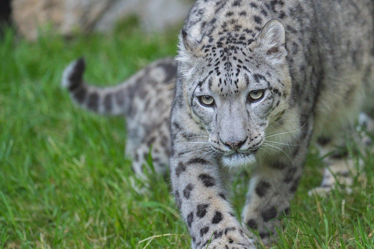 Understanding the Unique Nature of the Catahoula Leopard Dog